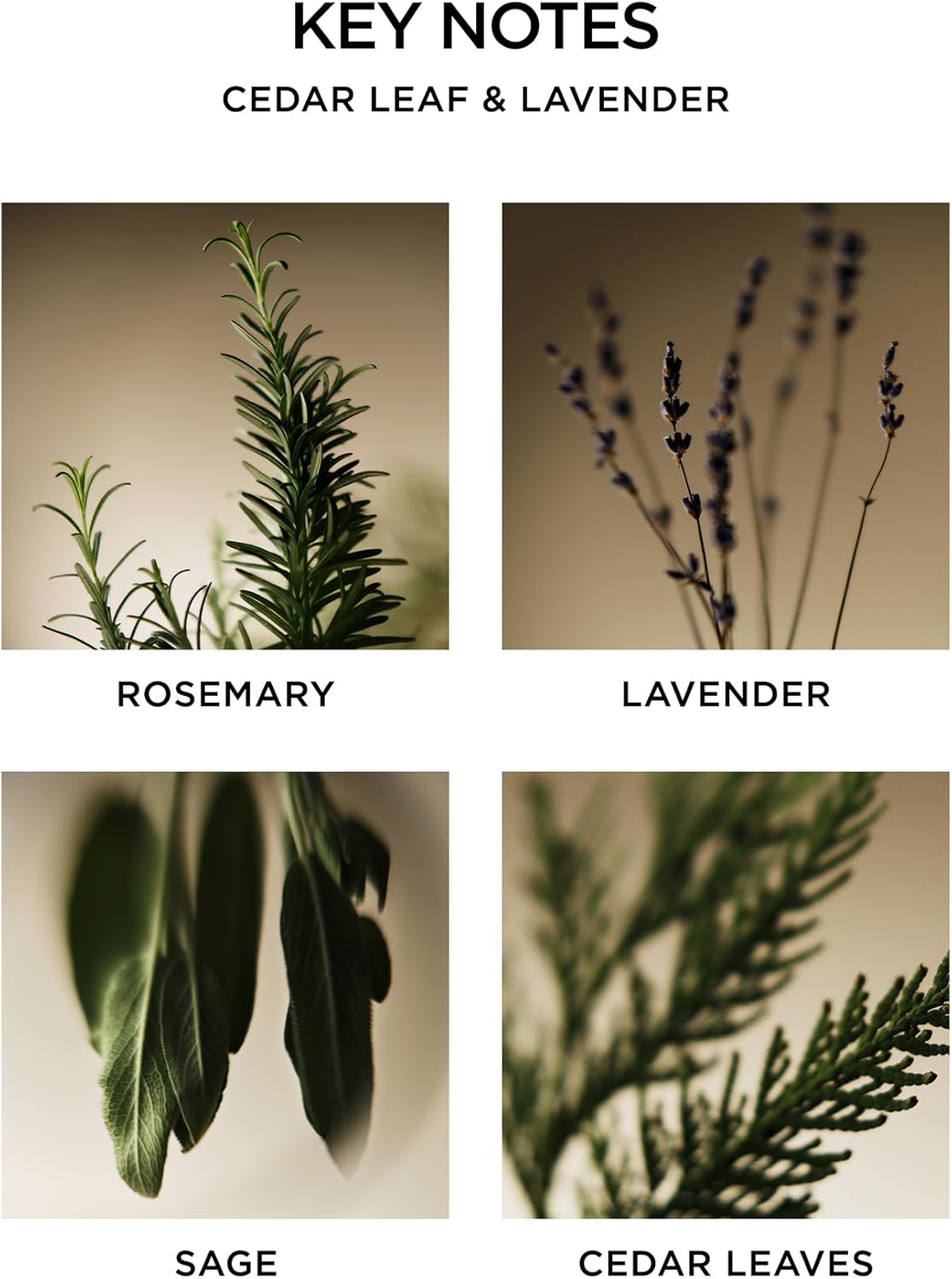 NEST New York Scented Classic Candle, Cedar Leaf & Lavender - 8.1 oz - Up to 60-Hour Burn Time - Reusable Glass Vessel